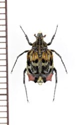 画像: ニクバエ擬態のトゲヒラタハナムグリの一種　Dasyvalgus sp.　♂　マレーシア