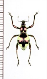 画像: カタゾウムシの一種　Pachyrhynchus hirokii　♀　フィリピン(ミンダナオ島)