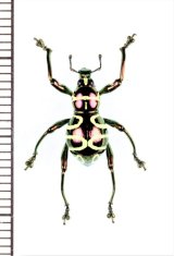 画像: カタゾウムシの一種　Pachyrhynchus davaoensis　♀　フィリピン(ミンダナオ島)