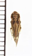 画像2: ツノゼミの一種　Membracidae species  フィリピン（ミンダナオ島）