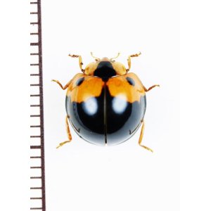 画像: オオキノコムシ擬態のテントウムシの一種　Coccinellidae species　 ベトナム北東部