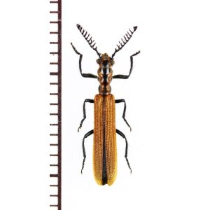 画像: カッコウムシの一種 　Cleridae species 　ベトナム北中部