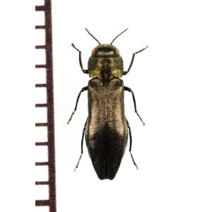 タマムシ Japanese Buprestidae - Insect Islands 〜南の島の昆虫標本 