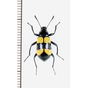 画像: ゴミムシダマシの一種　Tenebrionidae species　ペルー