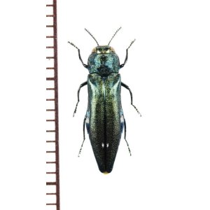 画像: タマムシの一種　Agrilus biguttatus　チェコ　