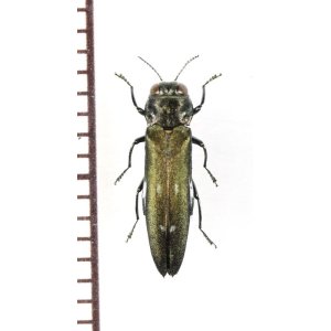 画像: タマムシの一種　Agrilus ater　チェコ　