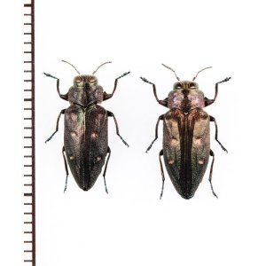 画像: タマムシの一種　Chrysobothris affinis　ペア　チェコ　