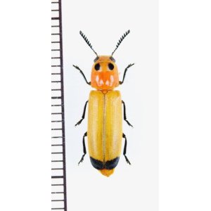 画像: カッコウムシの一種 　Cleridae species 　ベトナム北中部