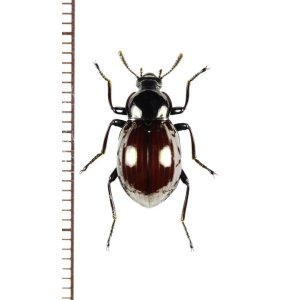 画像: ゴミムシダマシの一種　Tenebrionidae species　ベトナム北東部