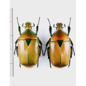 画像: ケバネカナブンの一種　Torynorrhina fulvopilosa　ペア　ベトナム中部