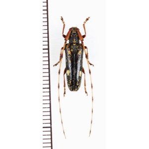 画像: ミツギリゾウムシ擬態のカミキリムシの一種 　Cerambycidae species　♂　 ベトナム北東部