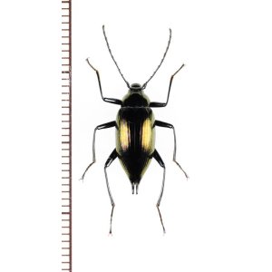 画像: ゴミムシダマシの一種　Tenebrionidae species　フィリピン（ミンダナオ島）