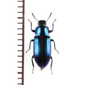 画像: ゴミムシダマシの一種　Tenebrionidae species　フィリピン（ミンダナオ島）