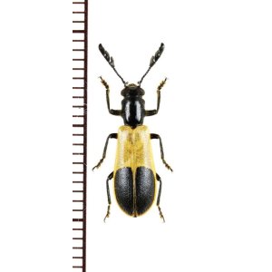 画像: ベニボタル擬態のカッコウムシの一種　Cleridae species　 ブラジル