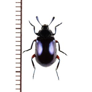 画像: ゴミムシダマシの一種　Tenebrionidae species　ベトナム北西部