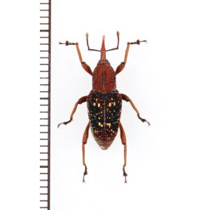 画像: ミツギリゾウムシ擬態のゾウムシの一種  Curculionidae species   ベトナム北東部