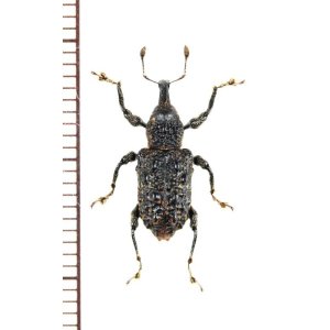 画像: ゾウムシの一種  Curculionidae species   ベトナム北東部