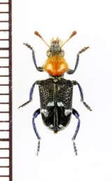 画像: 好白蟻性のカッコウムシの一種　Zenithicola crassus　オーストラリア