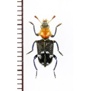 画像: 好白蟻性のカッコウムシの一種　Zenithicola crassus　オーストラリア