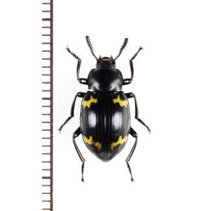 画像: オオキノコムシ擬態のゴミムシダマシの一種　Tenebrionidae species　ベトナム北東部