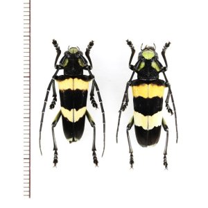 Photo: カミキリムシの一種 　Thermistis croceocincta　ペア　 ベトナム北東部