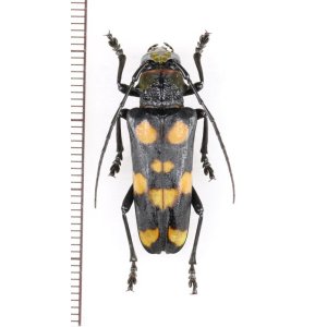 Photo: カミキリムシの一種 　Thermistis rubromaculata　♀ 　 ベトナム北東部