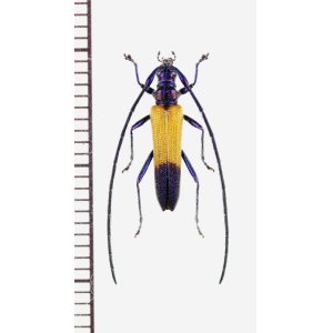 画像: ベニボタル擬態のカミキリムシの一種　Cerambycidae species　♂　 ブラジル
