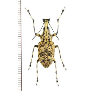 画像: ヒゲナガゾウムシの一種　Meganthribus sp.　♀　ベトナム南部