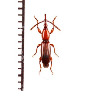 画像: ミツギリゾウムシの一種　Brentidae species　フィリピン（ミンダナオ島）