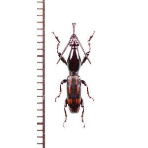 画像: ミツギリゾウムシの一種　Brentidae species　フィリピン（パラワン島）