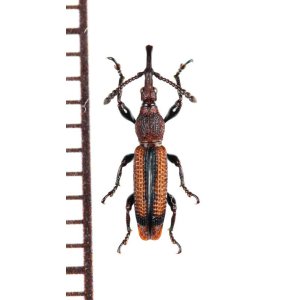 画像: ミツギリゾウムシの一種　Brentidae species　フィリピン（ミンダナオ島）