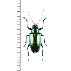 画像: ハムシの一種　Chrysomeridae species　ペルー