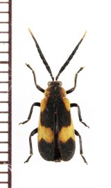 画像: ベニボタル擬態のハムシの一種　Galerucini species　ペルー
