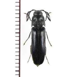 画像: コメツキダマシの一種　Eucnemidae species　ベトナム北東部