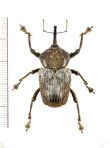 画像1: ゾウムシの一種　Curculionidae species　ペルー