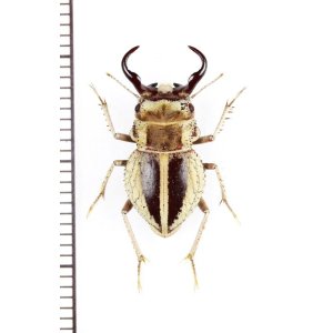 画像: ゴミムシダマシの一種　Calognathus chevrolati chevrolati　大型♂　南アフリカ