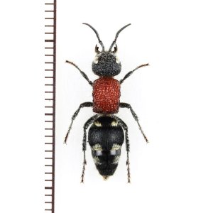 画像: アリバチの一種　Mutillidae species　♀　ザンビア