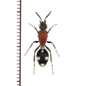 画像: アリバチの一種　Mutillidae species　♀　ザンビア