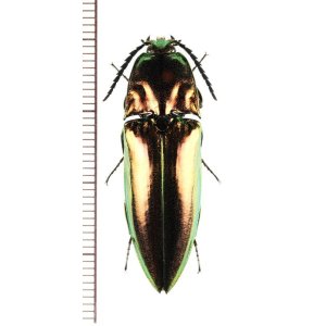 画像: コメツキムシの一種　Campsosternus sp.　フィリピン（ミンダナオ島）