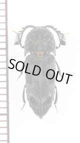 画像: コメツキダマシの一種　Eucnemidae species　ベトナム北東部