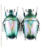 画像: アオカナブンの一種　Rhomborhina mellyi diffusa　ペア　ベトナム北東部
