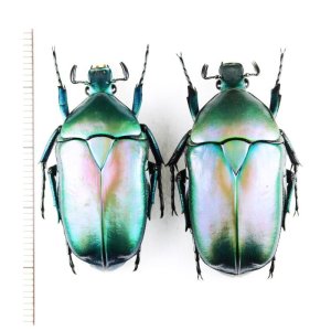 画像: アオカナブンの一種　Rhomborhina mellyi diffusa　ペア　ベトナム北東部