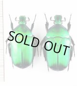画像: カナブンの一種　Pseudotorynorrhina sp.　ペア　ベトナム北東部