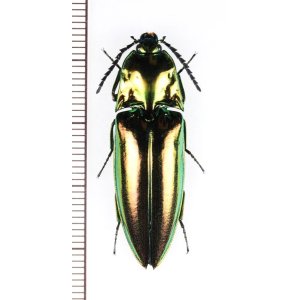 画像: コメツキムシの一種　Campsosternus sp.　フィリピン（ルソン島）