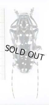 画像: ヨナグニゴマダラカミキリ　特大♀40.4mm　与那国島