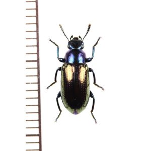 画像: ゴミムシダマシの一種　Tenebrionidae species　ベトナム南部