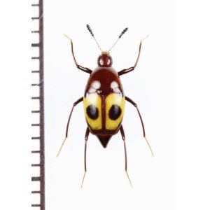 画像: 眼状紋を持つデオキノコムシの一種　Scaphidiidae species　 ベトナム南部