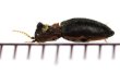画像2: 好蟻性コメツキムシの一種　Agroeus sp.　タイ