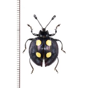 画像: テントウムシダマシの一種　Eumorphus marginatus　マレーシア