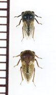 画像1: オキナワマルツノゼミ近似種　Gargara sp.　ペア　石垣島